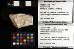 Foto (Objket + Etiketten) von Cracensigillatus acutirostris (Moericke, 1889) 